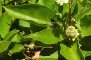 <strong>Euphorbiaceae - Croton mauritianus - Lam.</strong><br />© Sarrailh Jean-Michel / CIRAD