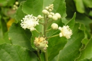<strong>Euphorbiaceae - Croton mauritianus - Lam.</strong><br />© Sarrailh Jean-Michel / CIRAD