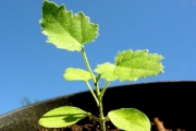 <strong>Euphorbiaceae - Croton mauritianus - Lam.</strong><br />© Sarrailh Jean-Michel / CIRAD