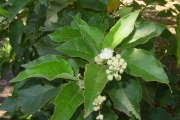 <strong>Euphorbiaceae - Croton mauritianus - Lam.</strong><br />© Sarrailh Jean-Michel / CIRAD