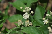 <strong>Euphorbiaceae - Croton mauritianus - Lam.</strong><br />© Sarrailh Jean-Michel / CIRAD