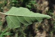 <strong>Euphorbiaceae - Croton mauritianus - Lam.</strong><br />© Sarrailh Jean-Michel / CIRAD