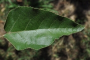 <strong>Euphorbiaceae - Croton mauritianus - Lam.</strong><br />© Sarrailh Jean-Michel / CIRAD