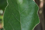 <strong>Euphorbiaceae - Croton mauritianus - Lam.</strong><br />© Sarrailh Jean-Michel / CIRAD