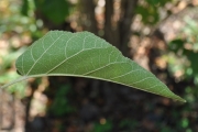 <strong>Euphorbiaceae - Croton mauritianus - Lam.</strong><br />© Sarrailh Jean-Michel / CIRAD