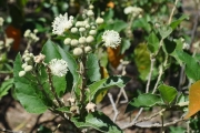<strong>Euphorbiaceae - Croton mauritianus - Lam.</strong><br />© Sarrailh Jean-Michel / CIRAD