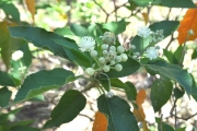 <strong>Euphorbiaceae - Croton mauritianus - Lam.</strong><br />© Sarrailh Jean-Michel / CIRAD