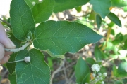 <strong>Euphorbiaceae - Croton mauritianus - Lam.</strong><br />© Sarrailh Jean-Michel / CIRAD