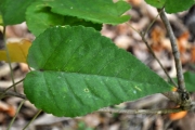 <strong>Euphorbiaceae - Croton mauritianus - Lam.</strong><br />© Sarrailh Jean-Michel / CIRAD