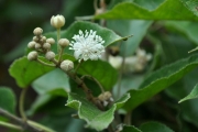 <strong>Euphorbiaceae - Croton mauritianus - Lam.</strong><br />© Sarrailh Jean-Michel / CIRAD