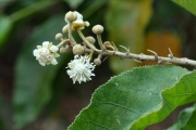 <strong>Euphorbiaceae - Croton mauritianus - Lam.</strong><br />© Sarrailh Jean-Michel / CIRAD