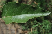 <strong>Euphorbiaceae - Croton mauritianus - Lam.</strong><br />© Sarrailh Jean-Michel / CIRAD