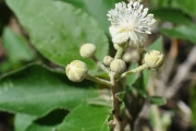 <strong>Euphorbiaceae - Croton mauritianus - Lam.</strong><br />© Sarrailh Jean-Michel / CIRAD