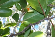 <strong>Salicaceae - Casearia coriacea - Vent.</strong><br />© Métro Patrick