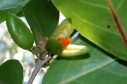 <strong>Salicaceae - Casearia coriacea - Vent.</strong><br />© Métro Patrick