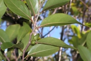 <strong>Salicaceae - Casearia coriacea - Vent.</strong><br />© Métro Patrick