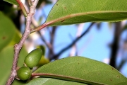 <strong>Salicaceae - Casearia coriacea - Vent.</strong><br />© Métro Patrick