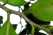 <strong>Salicaceae - Casearia coriacea - Vent.</strong><br />© Sarrailh Jean-Michel / CIRAD