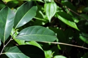 <strong>Salicaceae - Casearia coriacea - Vent.</strong><br />© Sarrailh Jean-Michel / CIRAD