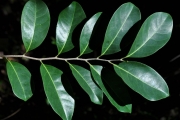 <strong>Salicaceae - Casearia coriacea - Vent.</strong><br />© Sarrailh Jean-Michel / CIRAD