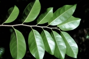 <strong>Salicaceae - Casearia coriacea - Vent.</strong><br />© Sarrailh Jean-Michel / CIRAD