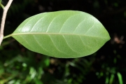 <strong>Salicaceae - Casearia coriacea - Vent.</strong><br />© Sarrailh Jean-Michel / CIRAD