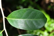 <strong>Salicaceae - Casearia coriacea - Vent.</strong><br />© Sarrailh Jean-Michel / CIRAD