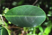 <strong>Salicaceae - Casearia coriacea - Vent.</strong><br />© Sarrailh Jean-Michel / CIRAD