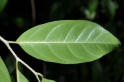 <strong>Salicaceae - Casearia coriacea - Vent.</strong><br />© Sarrailh Jean-Michel / CIRAD