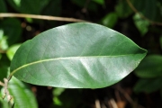 <strong>Salicaceae - Casearia coriacea - Vent.</strong><br />© Sarrailh Jean-Michel / CIRAD