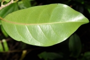 <strong>Salicaceae - Casearia coriacea - Vent.</strong><br />© Sarrailh Jean-Michel / CIRAD