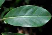 <strong>Salicaceae - Casearia coriacea - Vent.</strong><br />© Sarrailh Jean-Michel / CIRAD