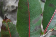 <strong>Salicaceae - Casearia coriacea - Vent.</strong><br />© Sarrailh Jean-Michel / CIRAD