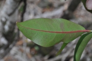 <strong>Salicaceae - Casearia coriacea - Vent.</strong><br />© Sarrailh Jean-Michel / CIRAD