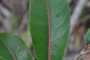 <strong>Salicaceae - Casearia coriacea - Vent.</strong><br />© Sarrailh Jean-Michel / CIRAD