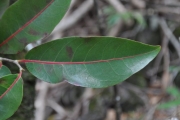 <strong>Salicaceae - Casearia coriacea - Vent.</strong><br />© Sarrailh Jean-Michel / CIRAD