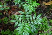 <strong>Connaraceae - Cnestis glabra - Lam.</strong><br />© Sarrailh Jean-Michel / CIRAD