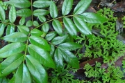 <strong>Connaraceae - Cnestis glabra - Lam.</strong><br />© Sarrailh Jean-Michel / CIRAD