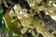 <strong>Connaraceae - Cnestis glabra - Lam.</strong><br />© Sarrailh Jean-Michel / CIRAD