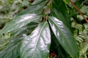 <strong>Connaraceae - Cnestis glabra - Lam.</strong><br />© Sarrailh Jean-Michel / CIRAD
