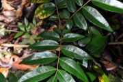 <strong>Connaraceae - Cnestis glabra - Lam.</strong><br />© Sarrailh Jean-Michel / CIRAD
