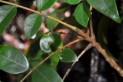 <strong>Connaraceae - Cnestis glabra - Lam.</strong><br />© Sarrailh Jean-Michel / CIRAD
