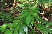 <strong>Connaraceae - Cnestis glabra - Lam.</strong><br />© Sarrailh Jean-Michel / CIRAD