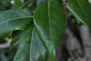 <strong>Connaraceae - Cnestis glabra - Lam.</strong><br />© Sarrailh Jean-Michel / CIRAD