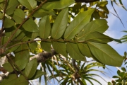 <strong>Connaraceae - Cnestis glabra - Lam.</strong><br />© Sarrailh Jean-Michel / CIRAD
