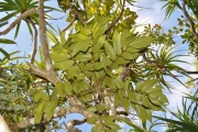 <strong>Connaraceae - Cnestis glabra - Lam.</strong><br />© Sarrailh Jean-Michel / CIRAD