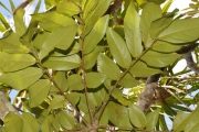 <strong>Connaraceae - Cnestis glabra - Lam.</strong><br />© Sarrailh Jean-Michel / CIRAD