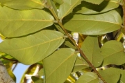 <strong>Connaraceae - Cnestis glabra - Lam.</strong><br />© Sarrailh Jean-Michel / CIRAD