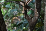 <strong>Connaraceae - Cnestis glabra - Lam.</strong><br />© Sarrailh Jean-Michel / CIRAD