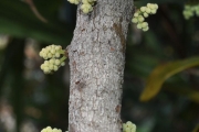<strong>Connaraceae - Cnestis glabra - Lam.</strong><br />© Sarrailh Jean-Michel / CIRAD